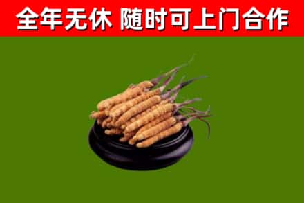海东烟酒回收冬虫夏草.jpg